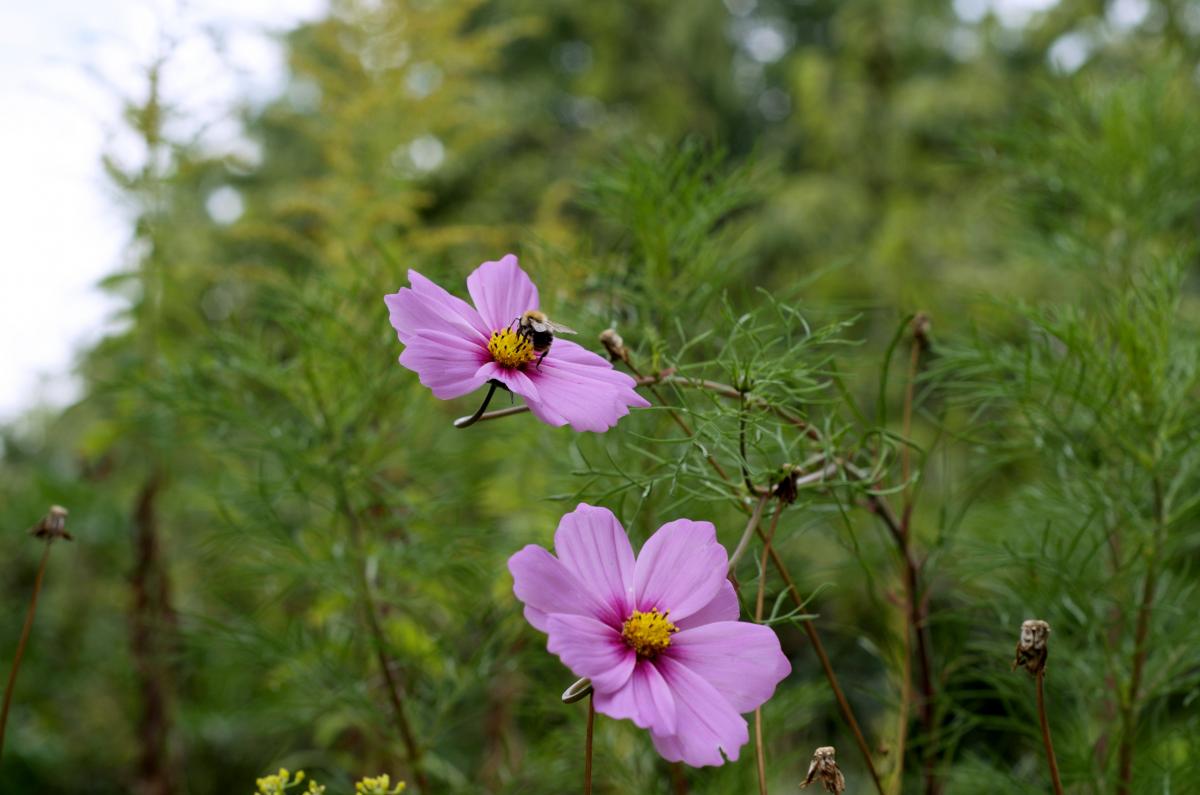 Cosmea September16