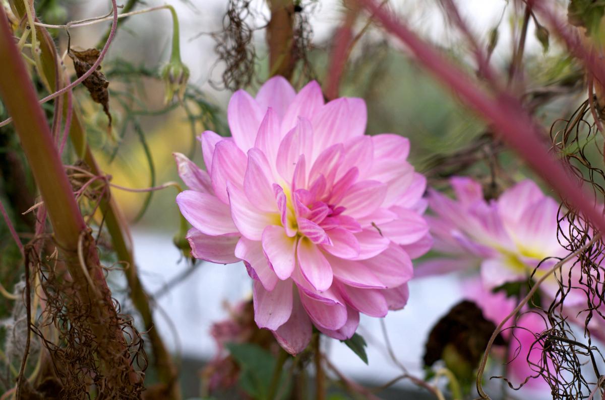 Dahlie Oktober16