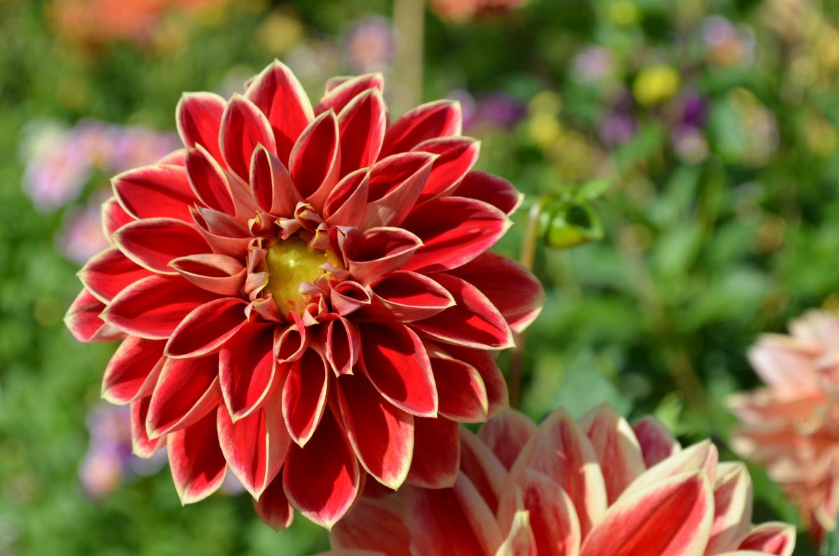 Dahlie Trauttmansdorffer Gärten