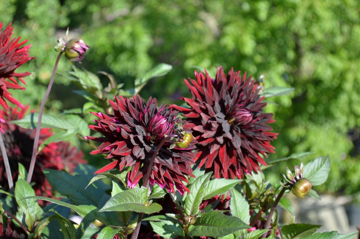 Dahlien Trauttmansdorffer Gärten