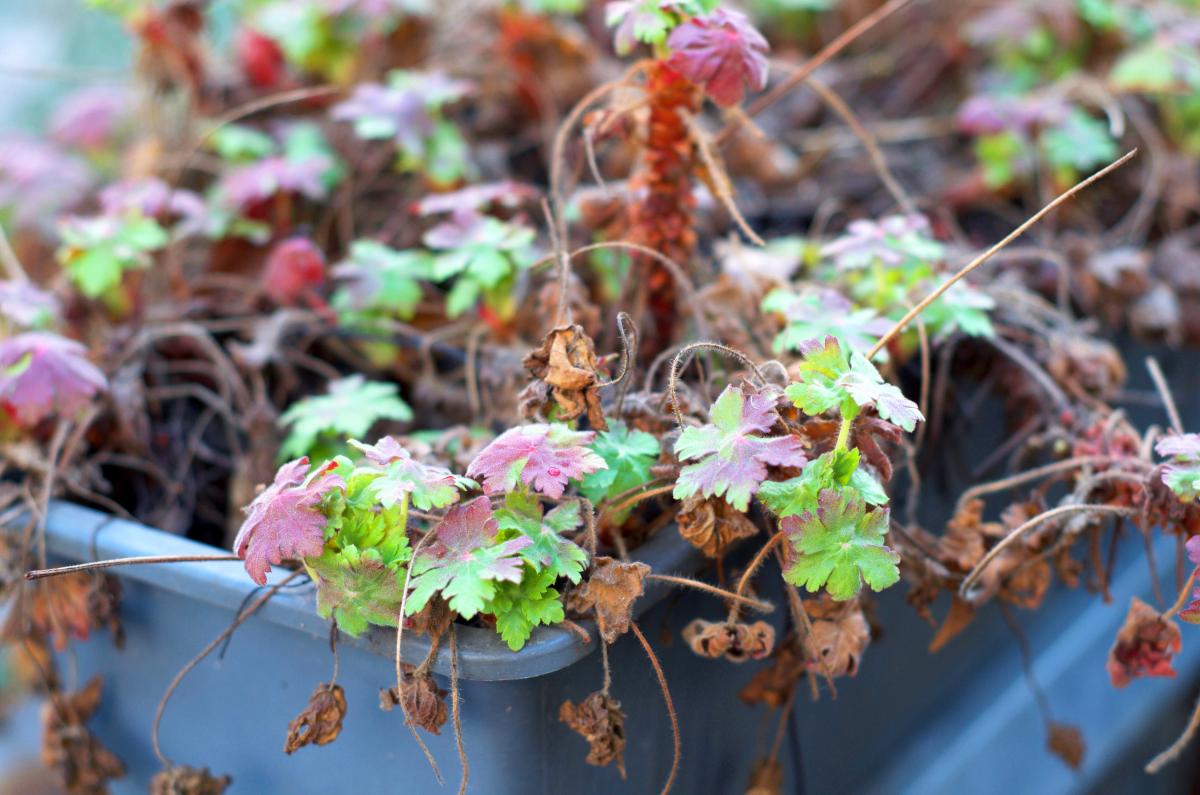 Der Storchenschnabel treibt schon