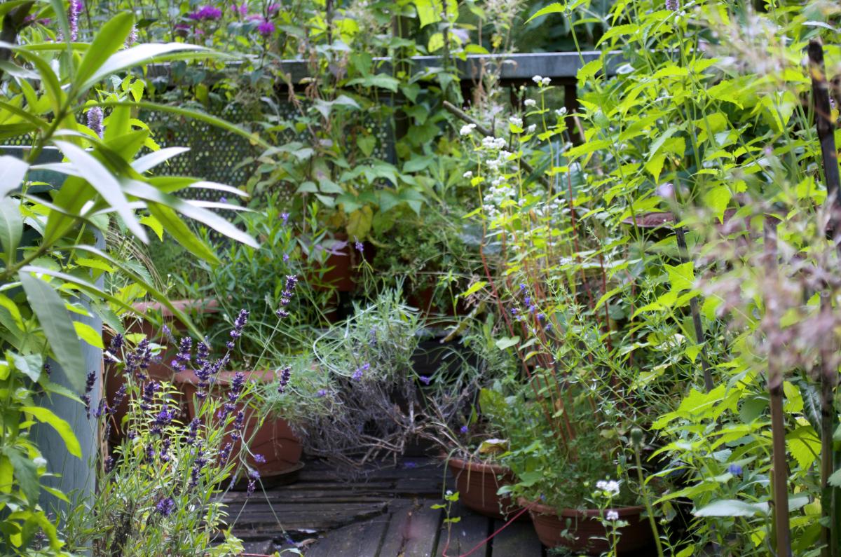 Dschungel Anfang Juli17