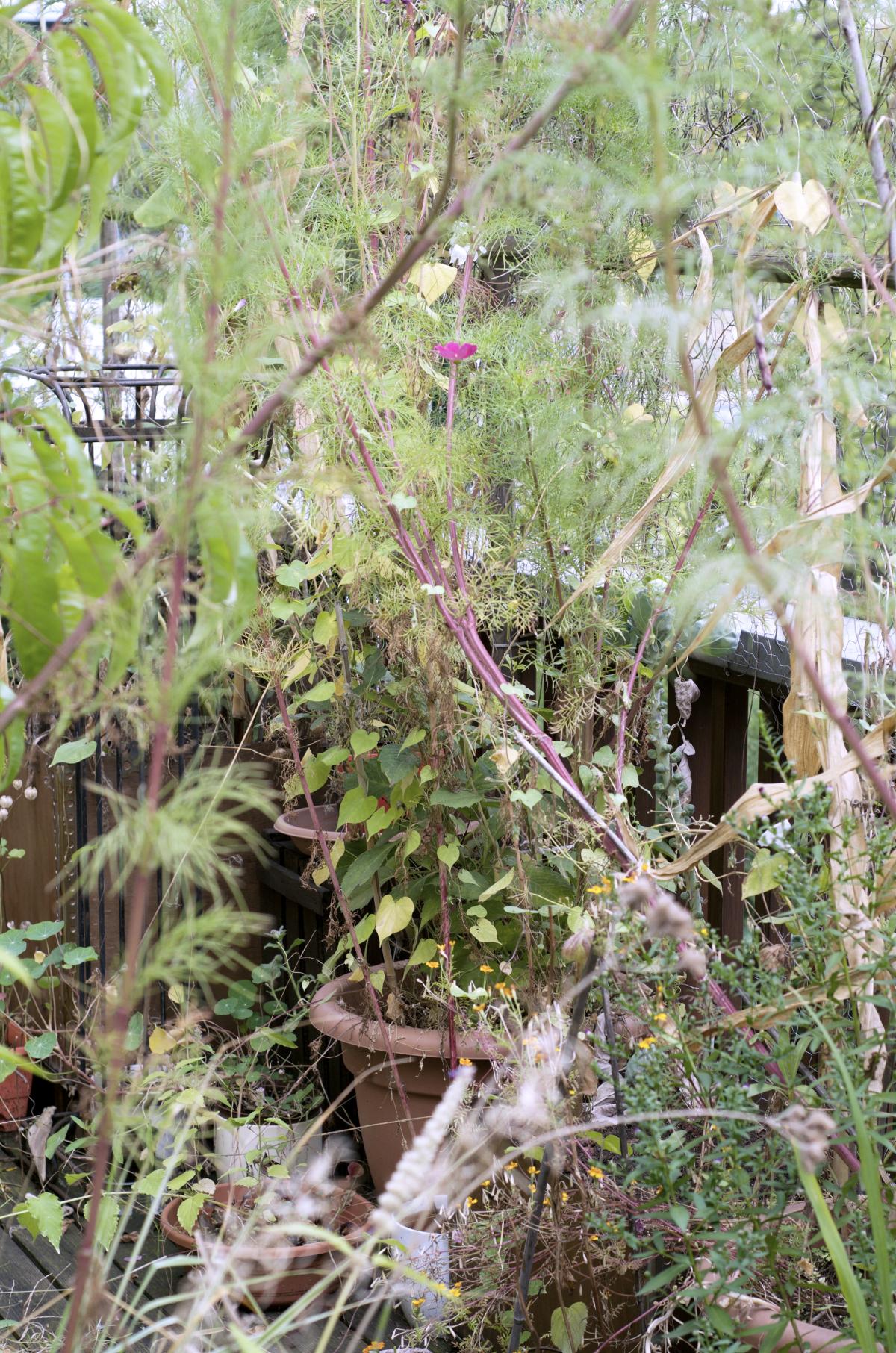 Dschungel September16