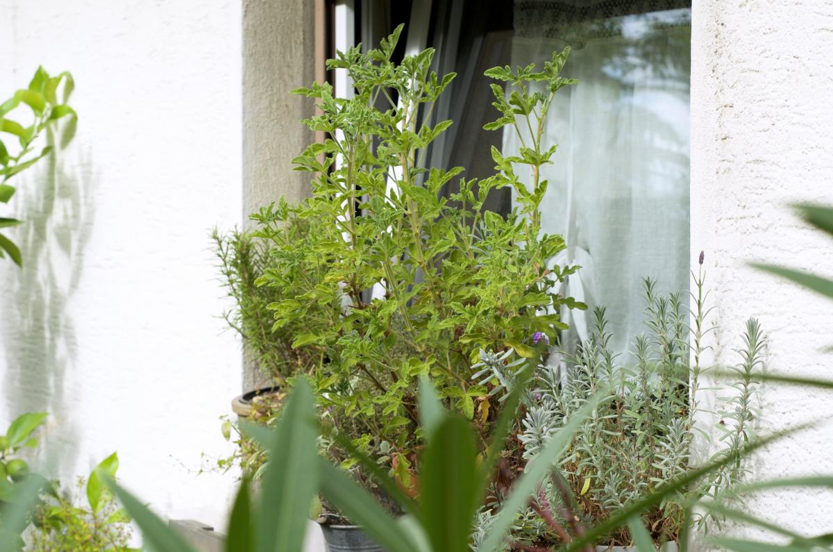 Duftgeranie September16