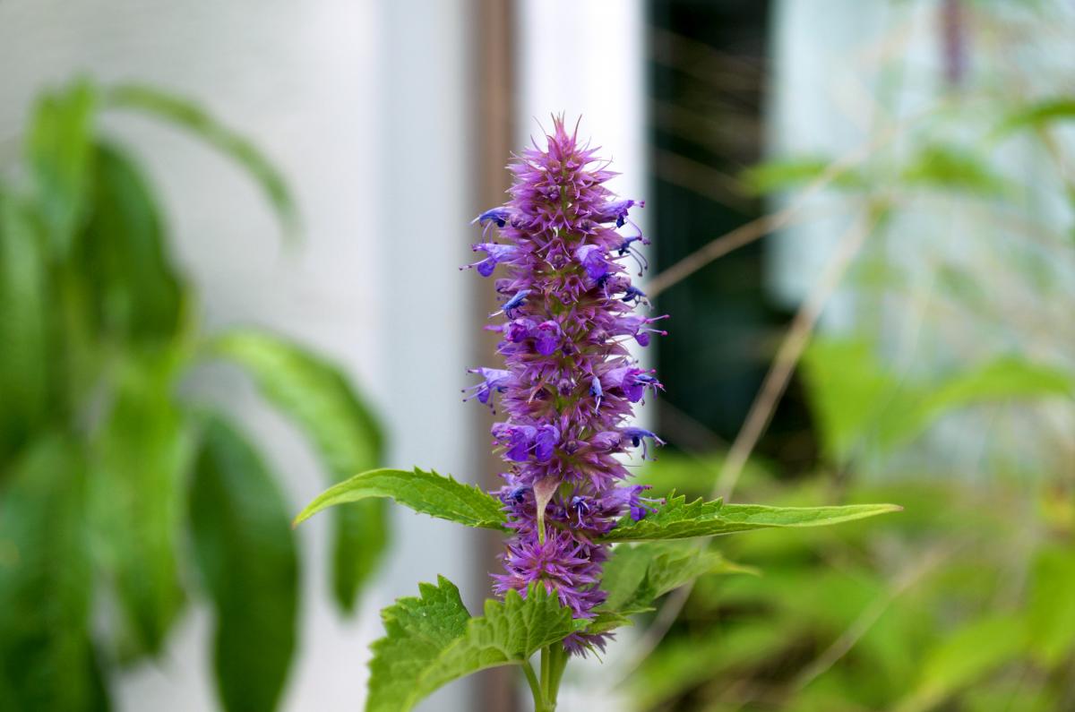 Duftnessel YOKJuni16