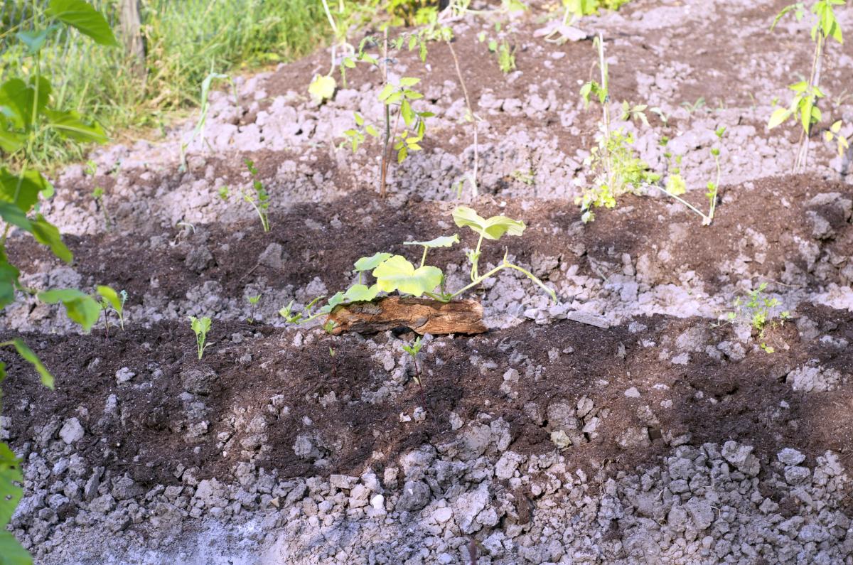 Erbaechle Beete 20.Juni