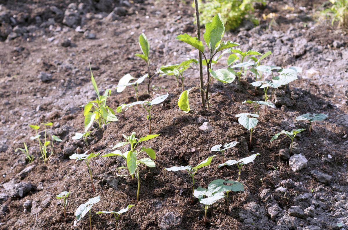 Erbaechle Bohnen und Auberginen 20.Juni
