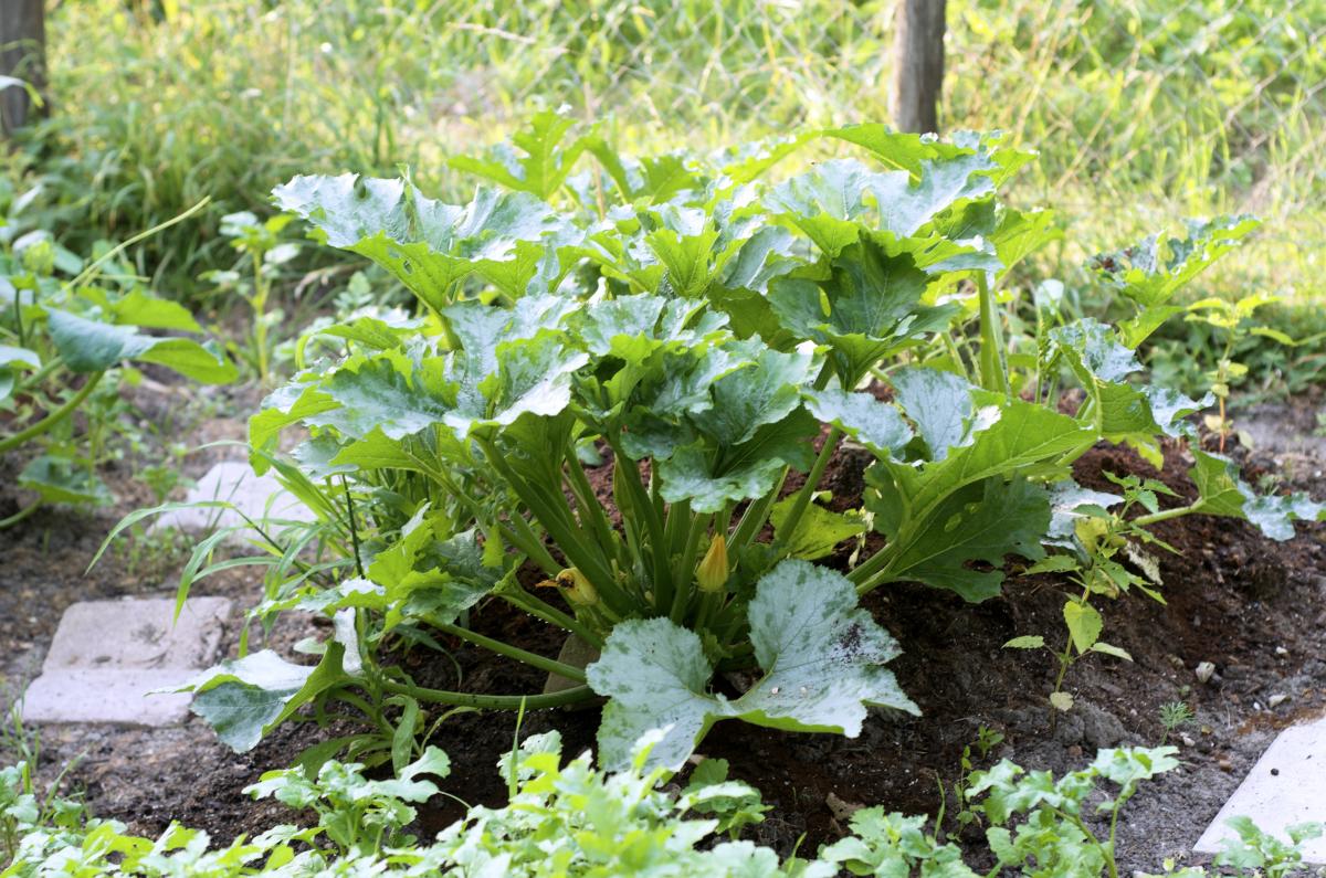 Erbaechle Zucchini 20.Juli