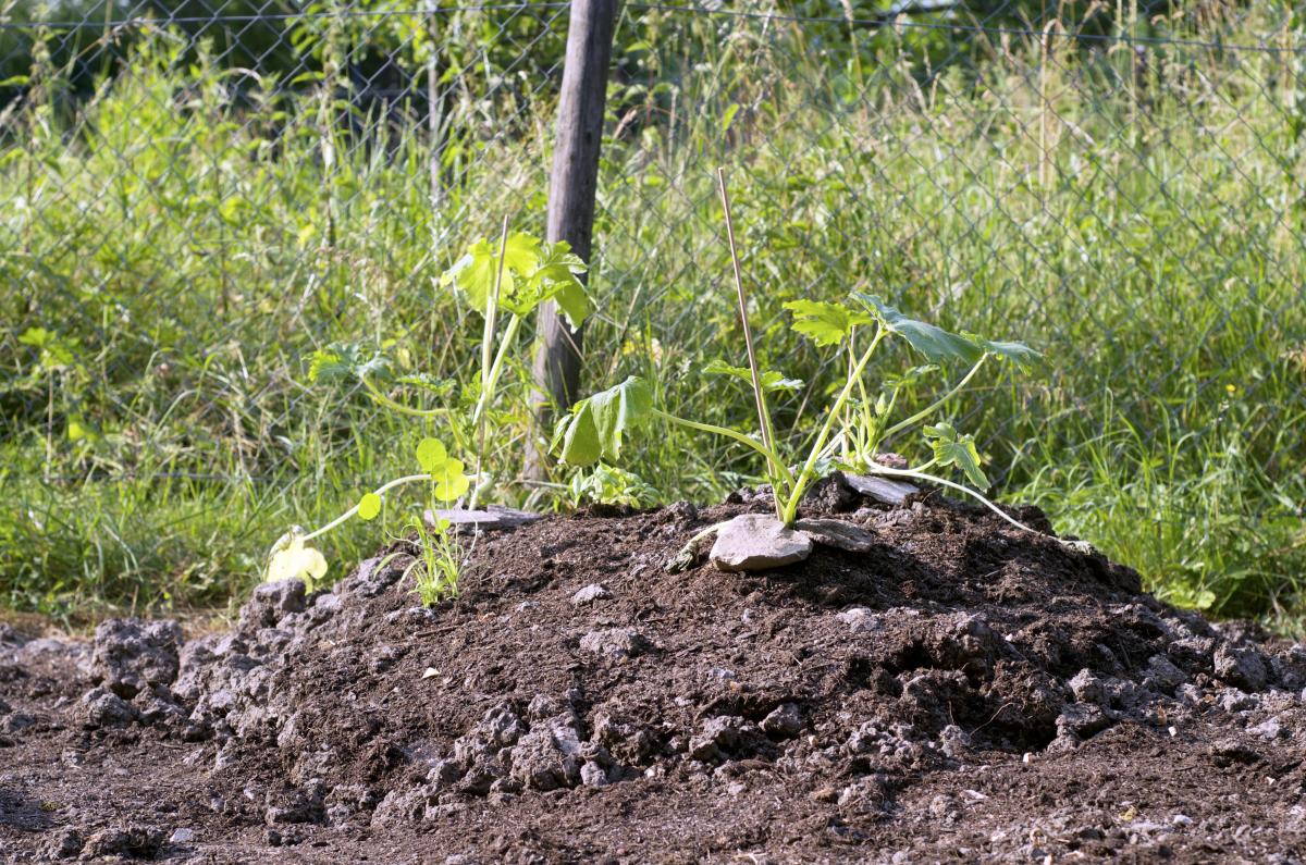Erbaechle Zucchini 20.Juni