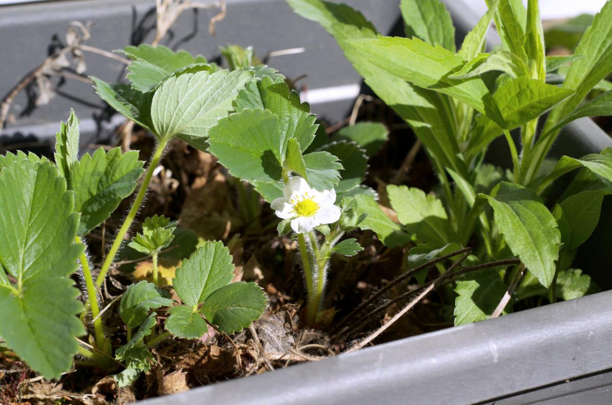 Erdbeerbluete Maerz17