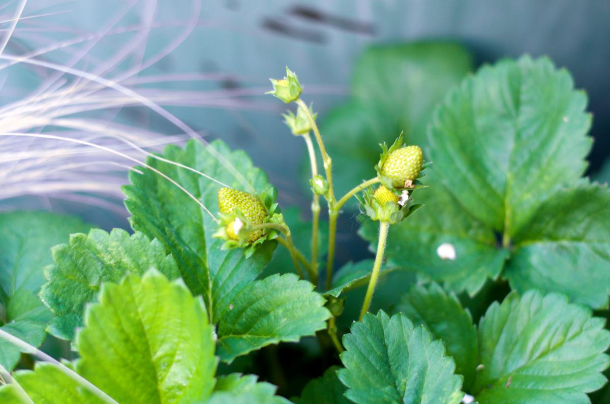 Erdbeere Anfang Juli17