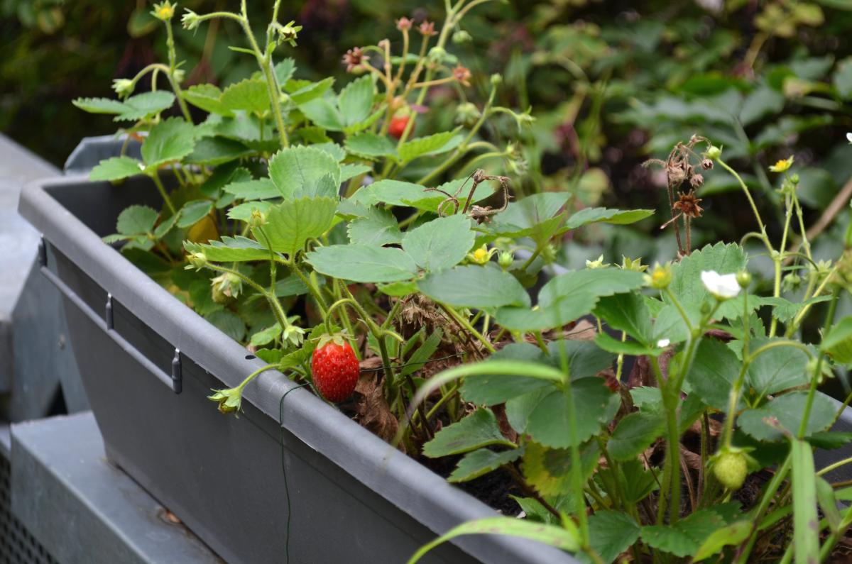 Erdbeeren August