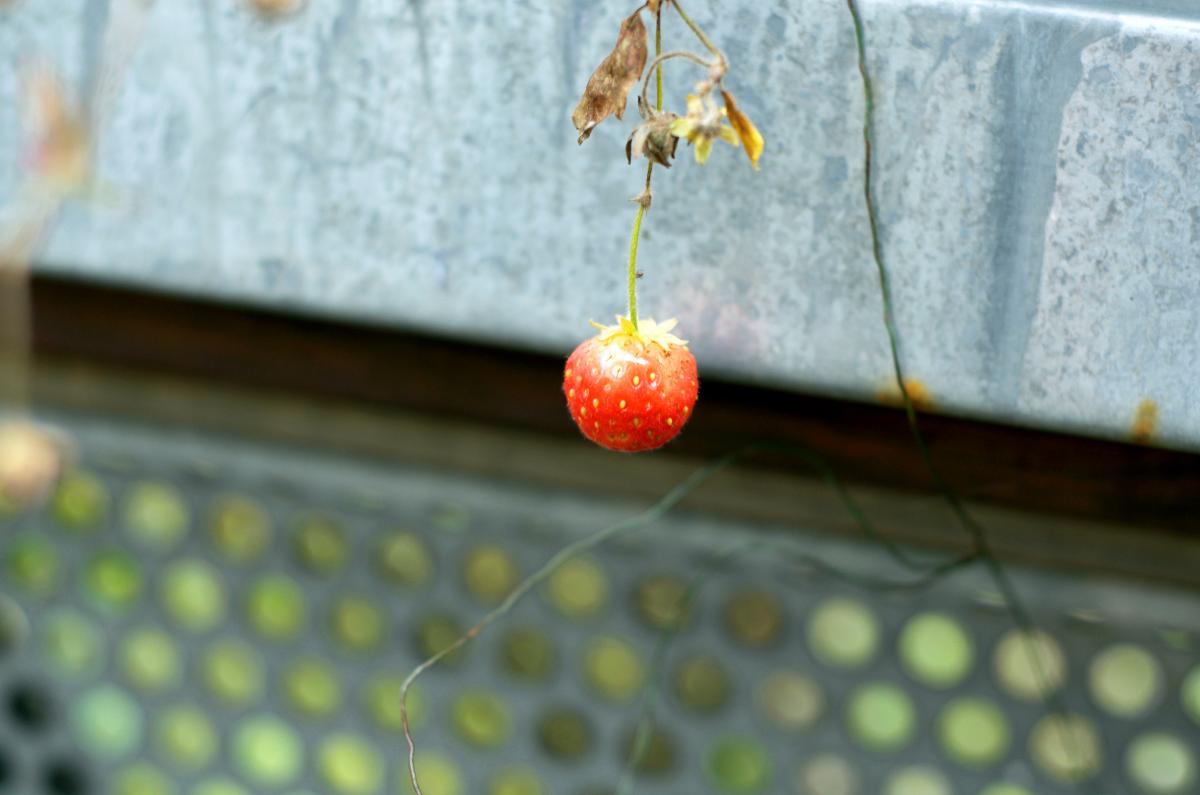 Erdebeere Oktober16