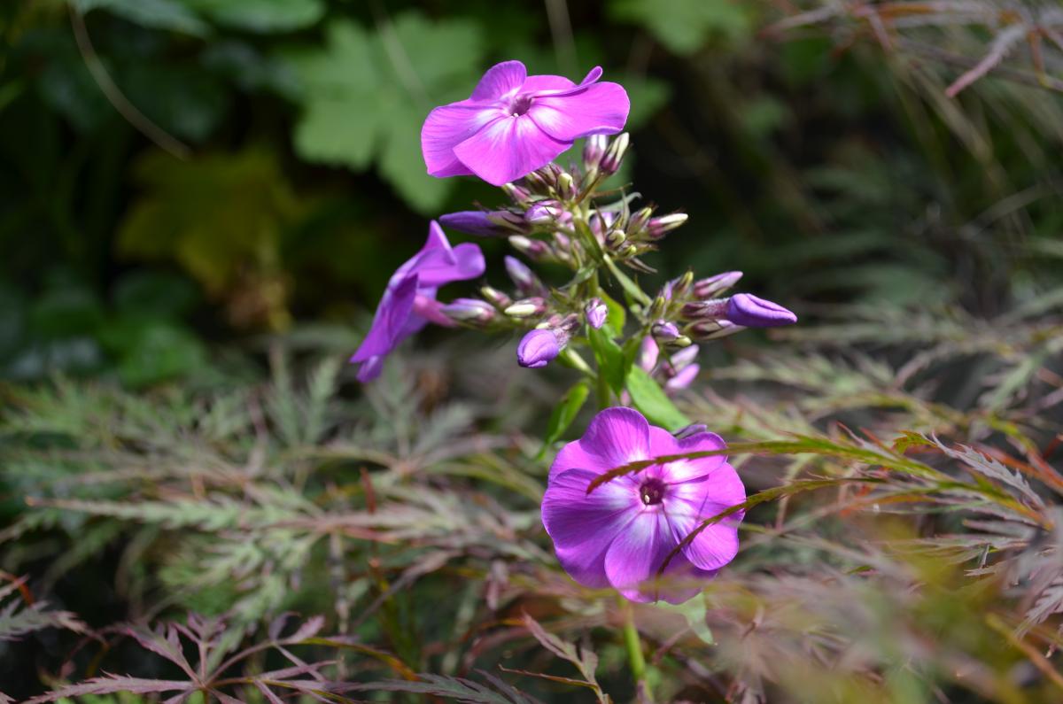 Flox