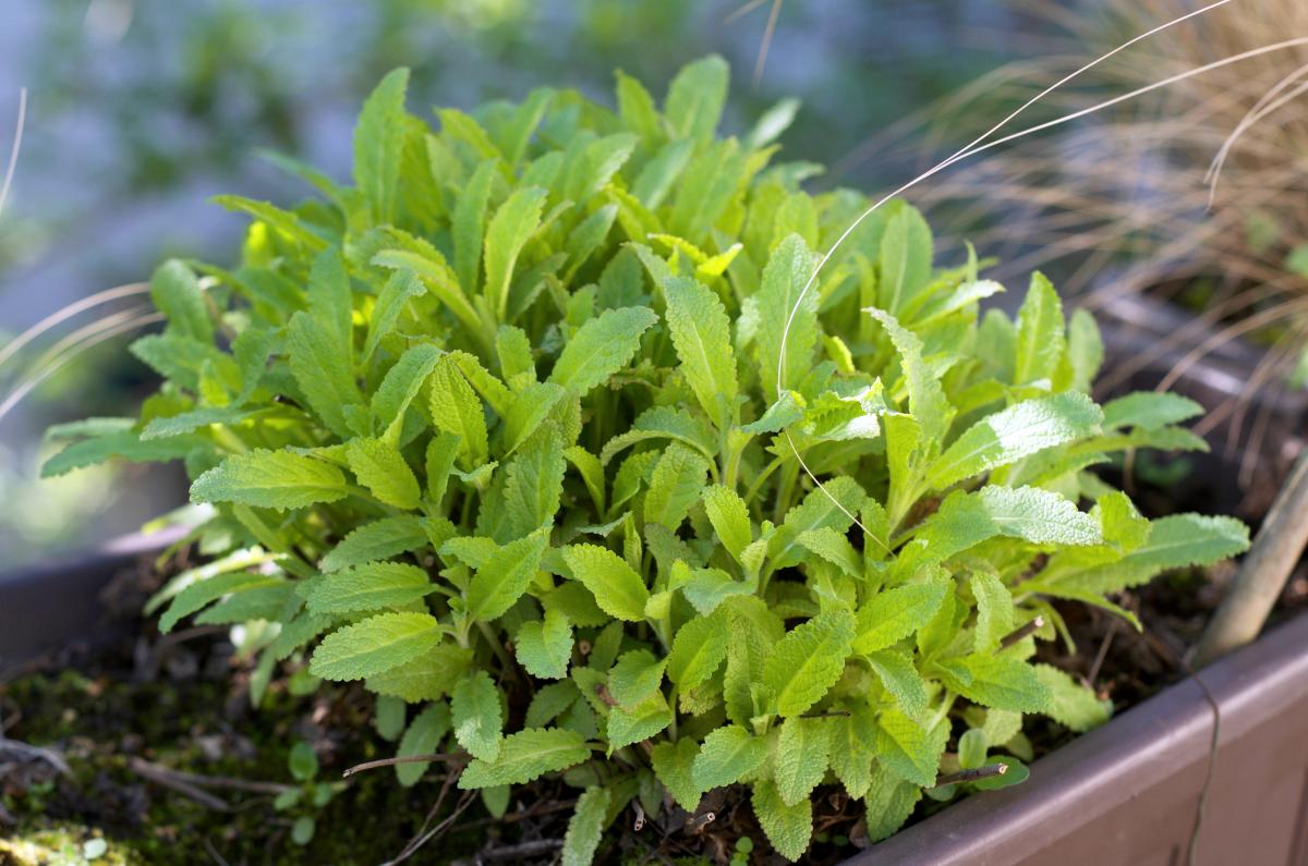 Gartensalbei Maerz17