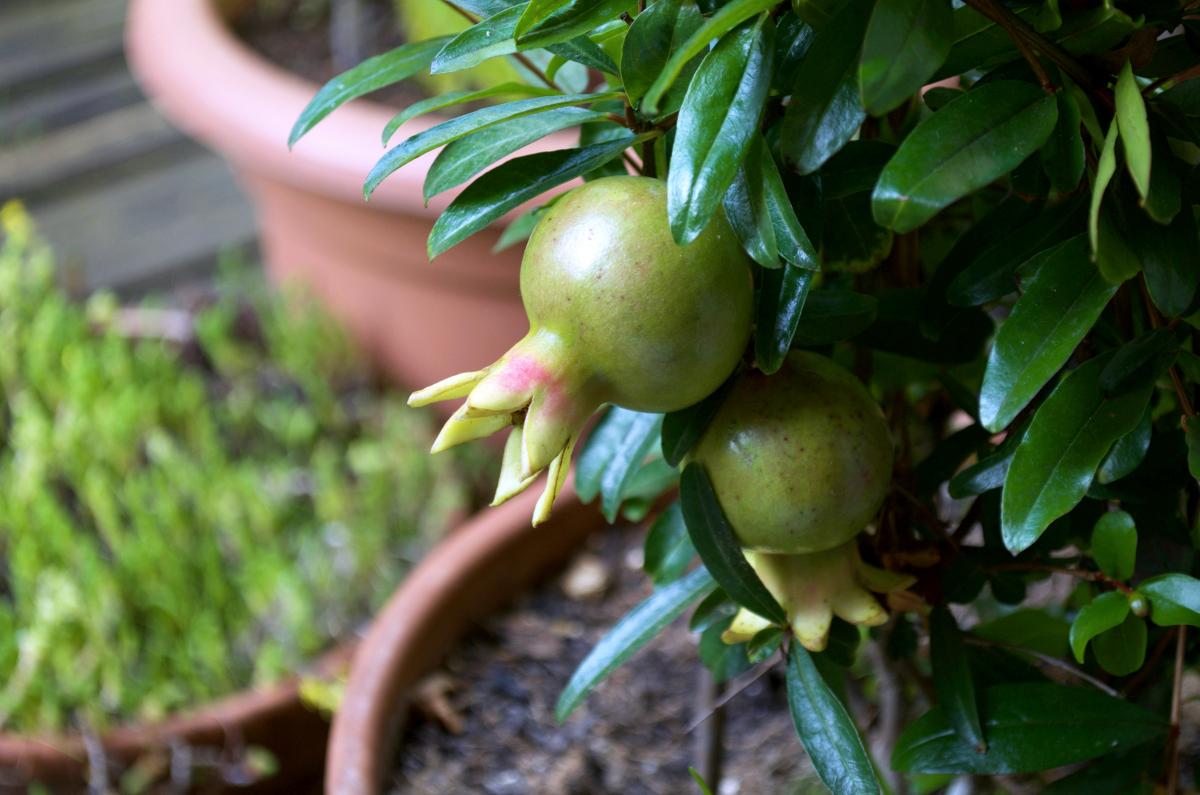 Granatapfel YOKJuni16