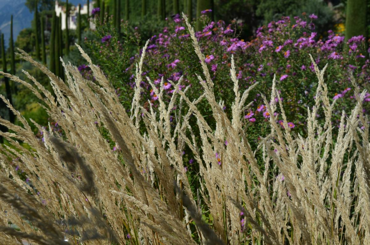 Herbst Trauttmansdorffer Gärten