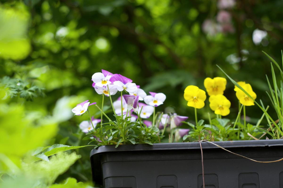 Hornveilchen April2017