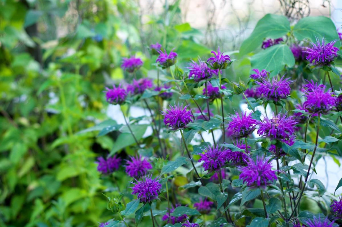 Indianernessel Anfang Juli17