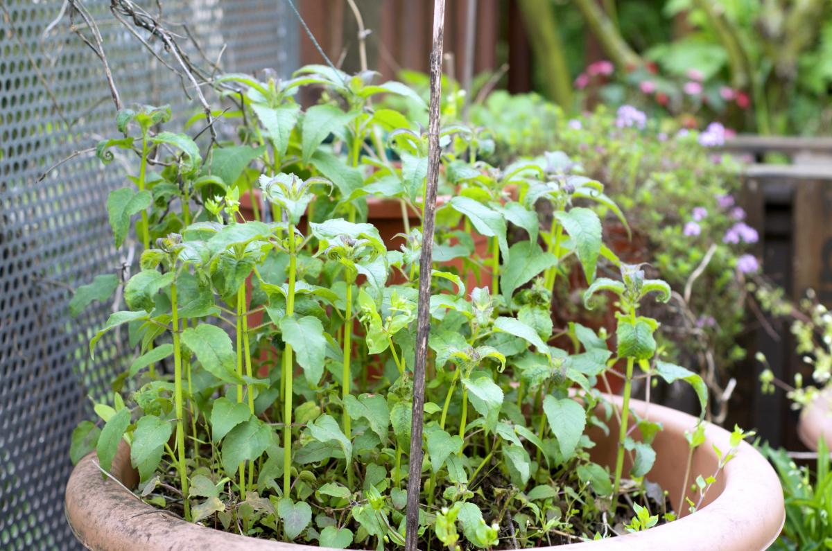 Indianernessel April2017