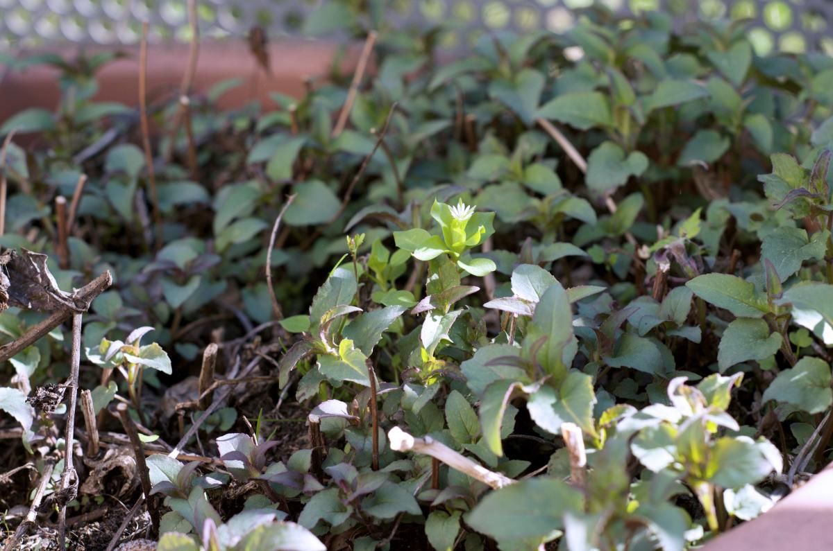 Indianernessel Maerz17