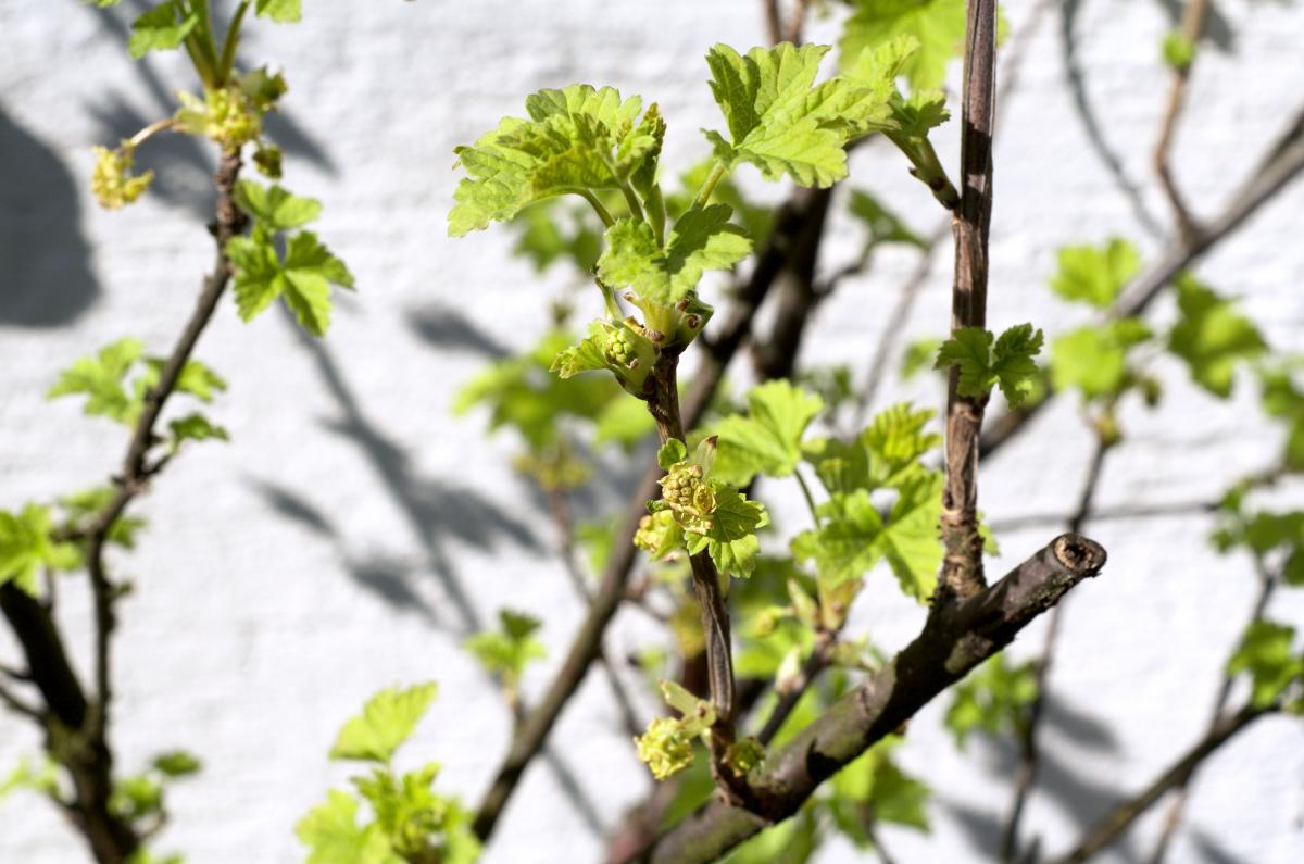 Johannisbeere Maerz17