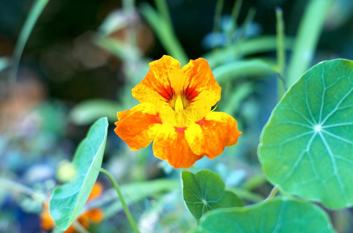 Kapuzinerkresse 0816