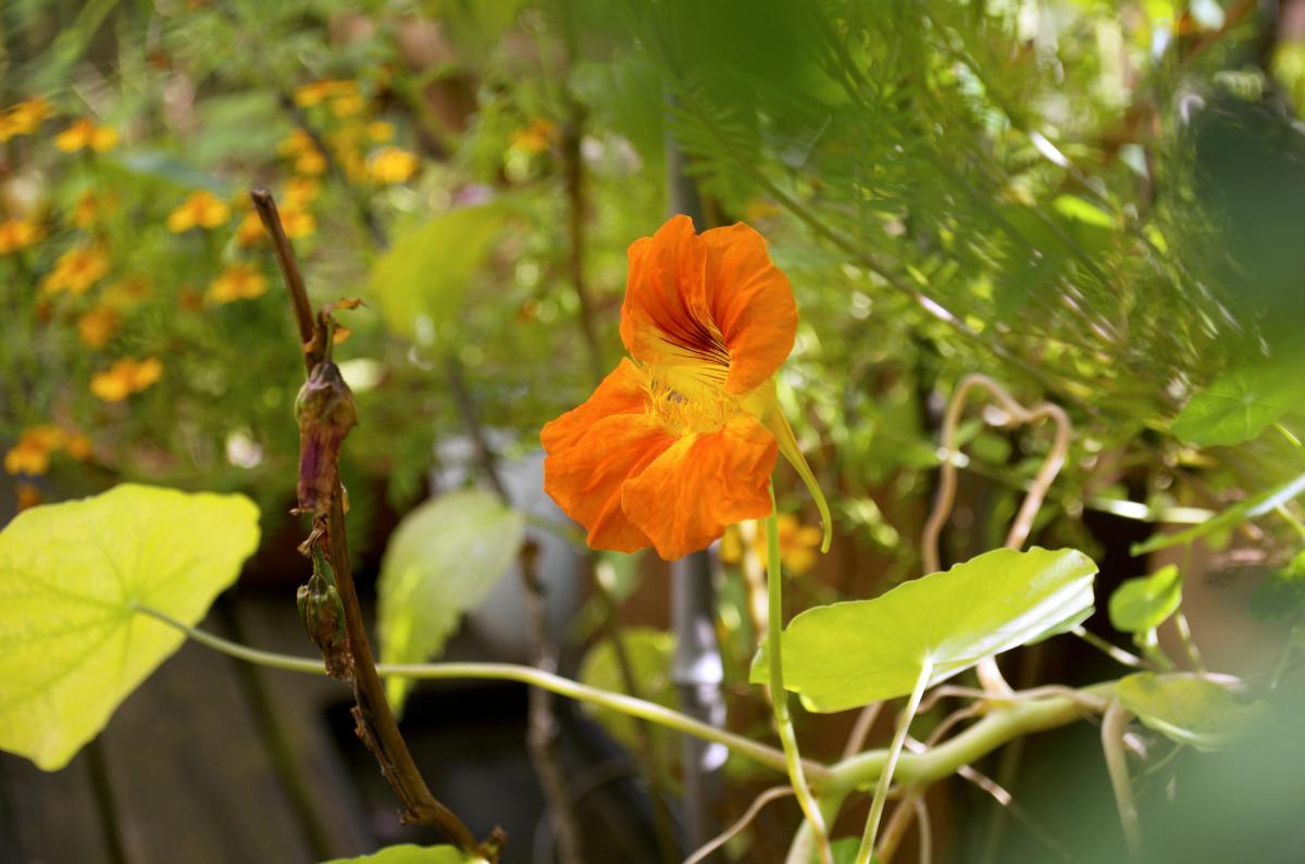 Kapuzinerkresse2 0816