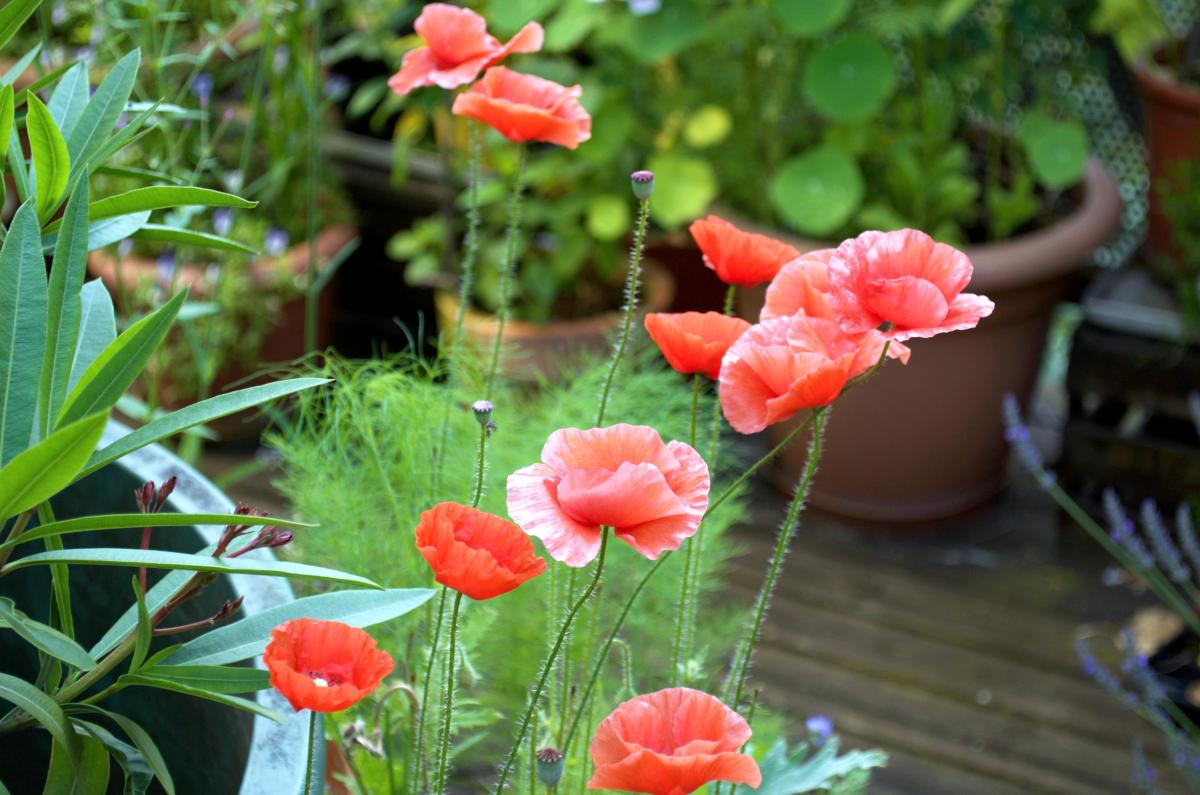 Klatschmohn YOKJuni16