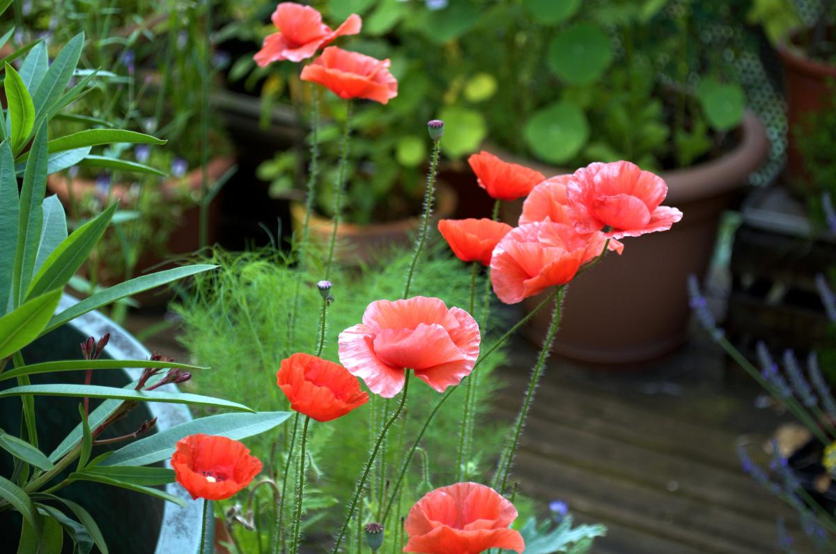 Klatschmohn an der Regentonne
