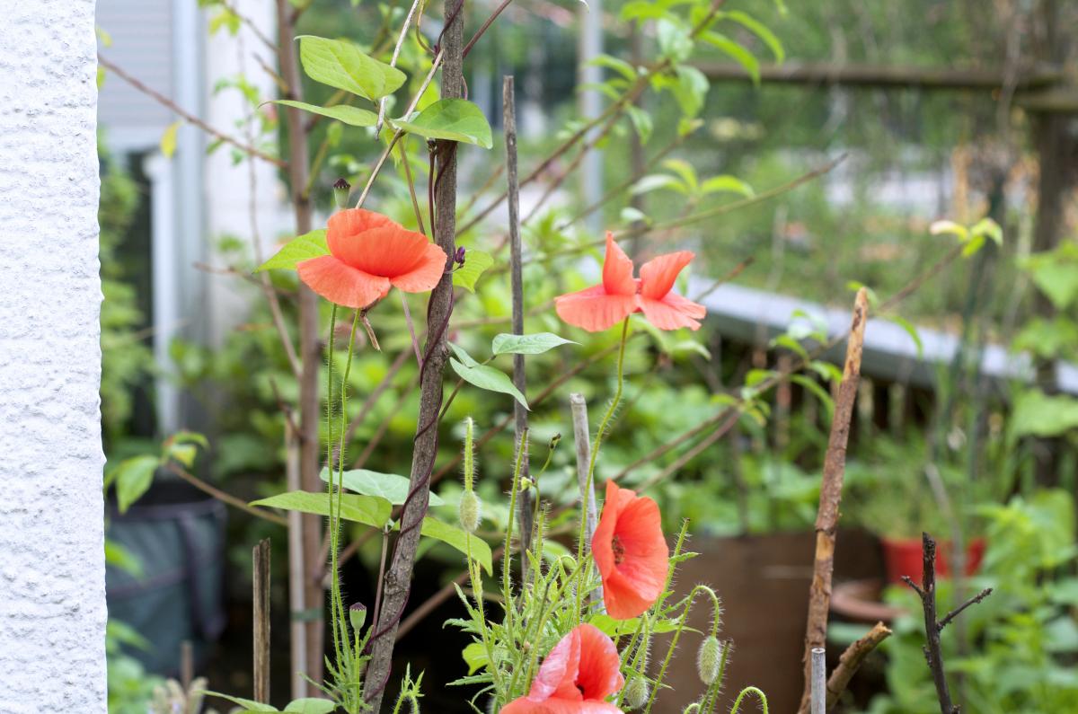 Klatschmohn waechst bei uns zusammen mit den Stangenbohnen