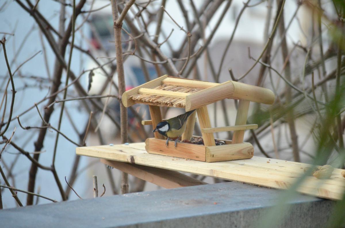 KohlmeiseFutterhausDez15