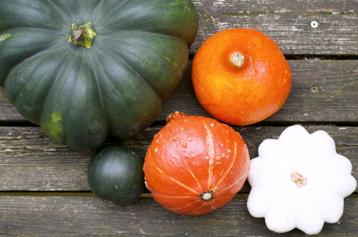 Kuerbisse