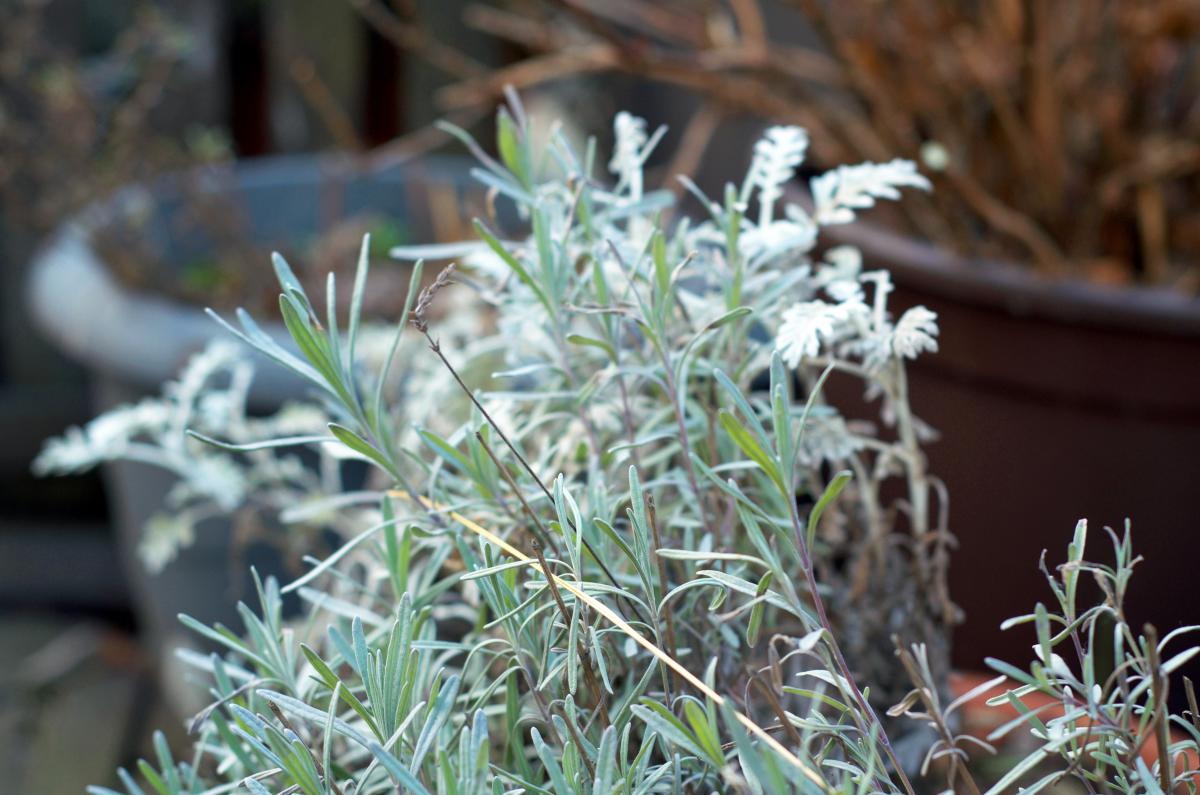 Lavendel und Silberblatt