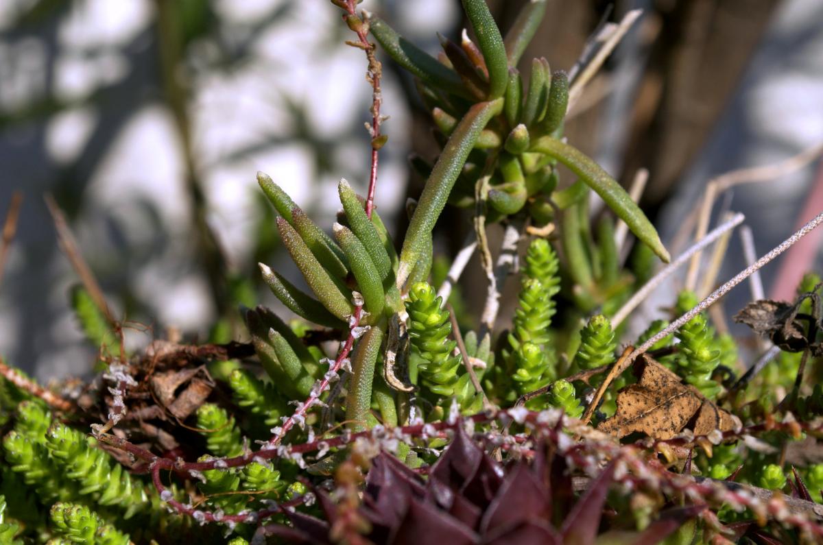 MaerzZoomMittagsblume