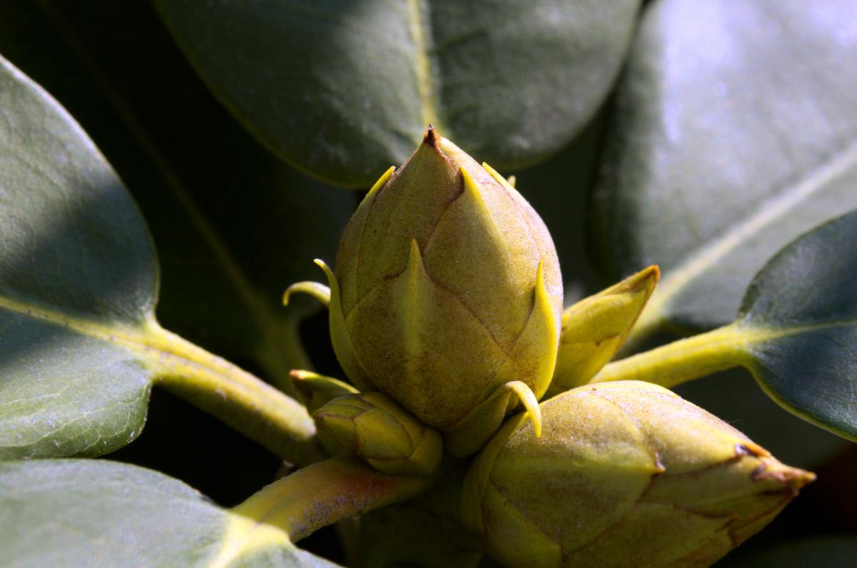 MaerzZoomRhododendron