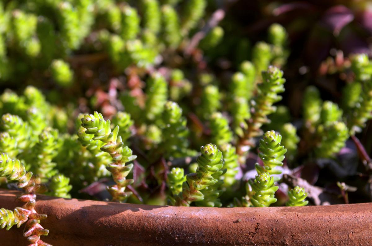 MaerzZoomSteingarten