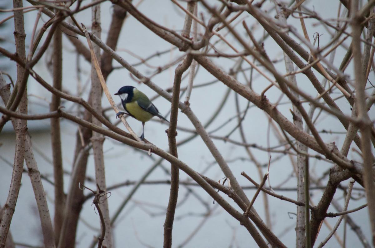 Meise_YOKGartenDezember15