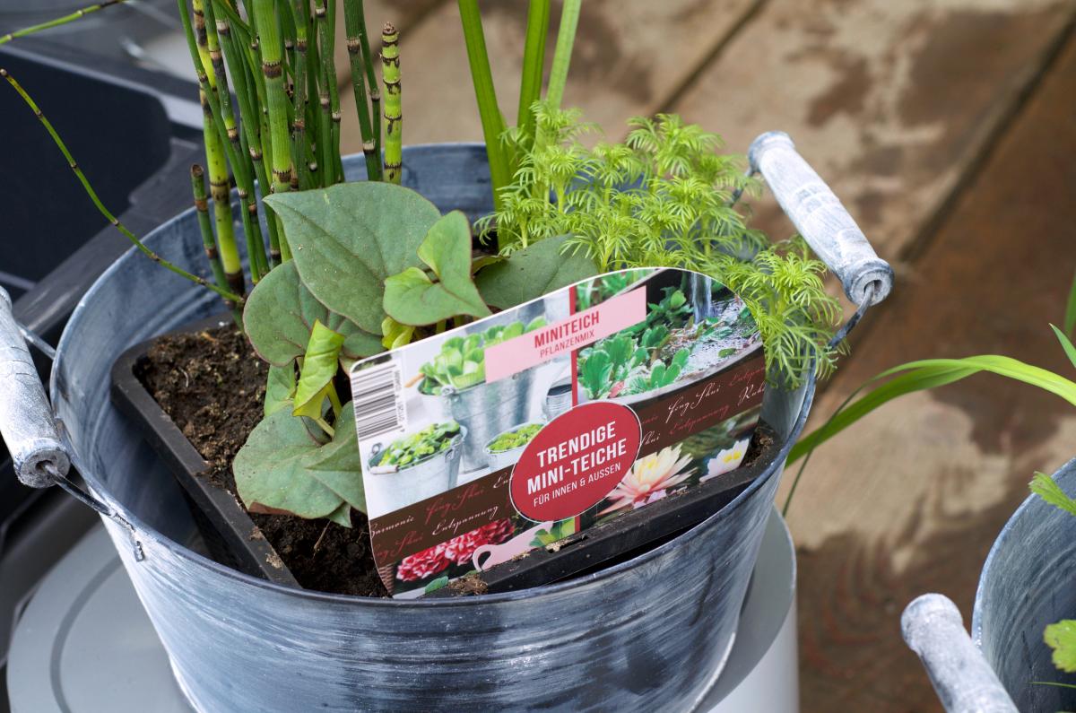 Miniteich Trends von Toom