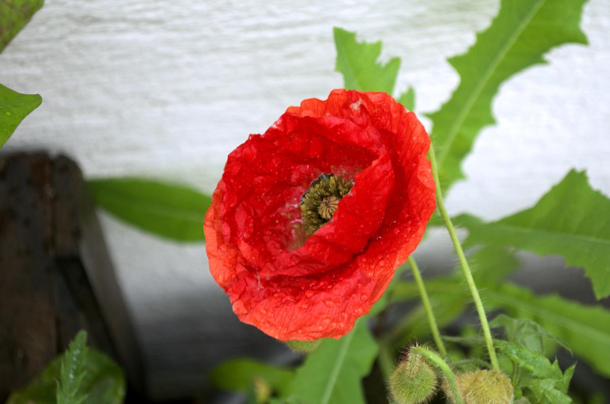 Mohn nach dem Regen