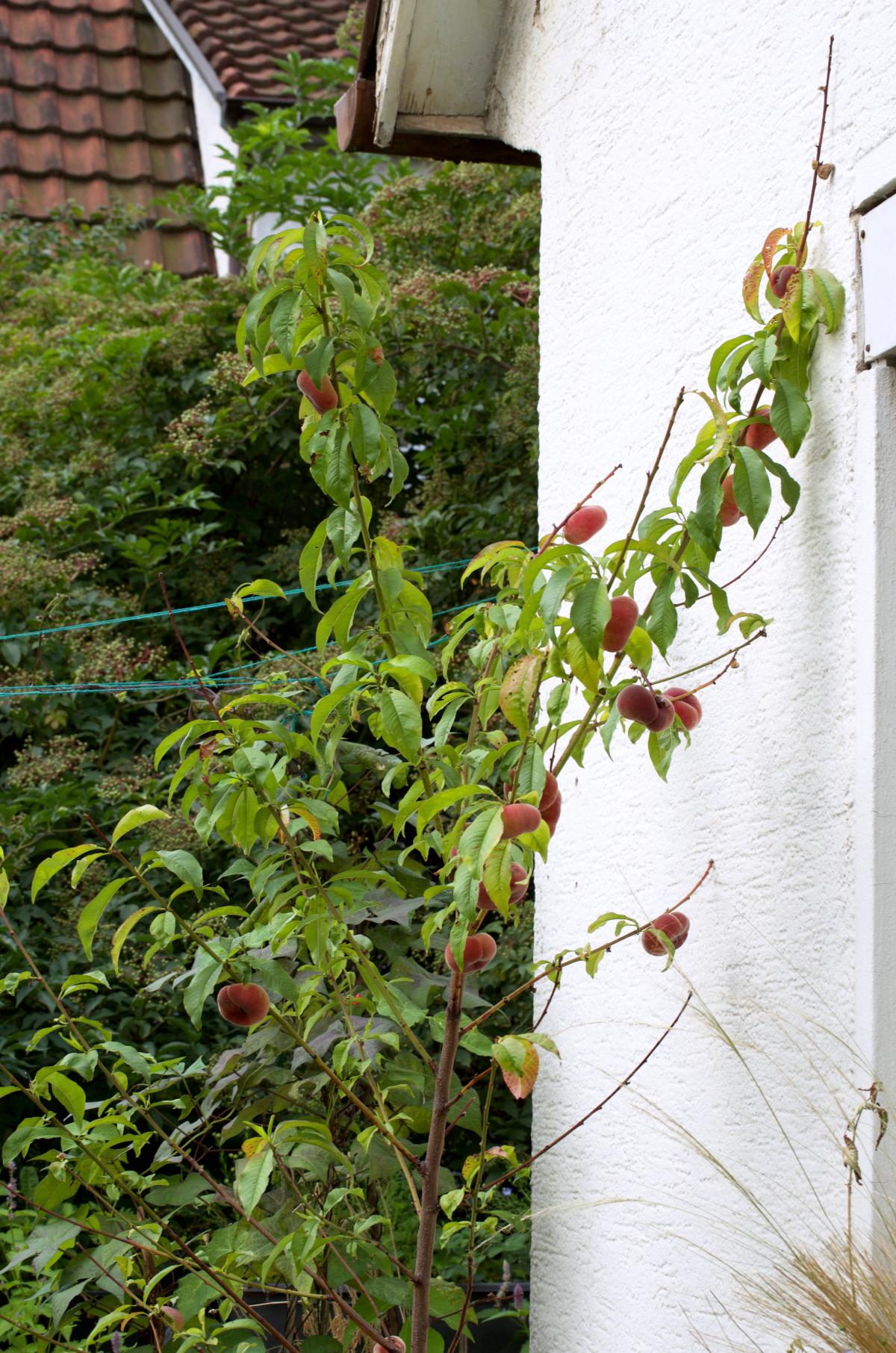 Pfirsich Anfang Juli17