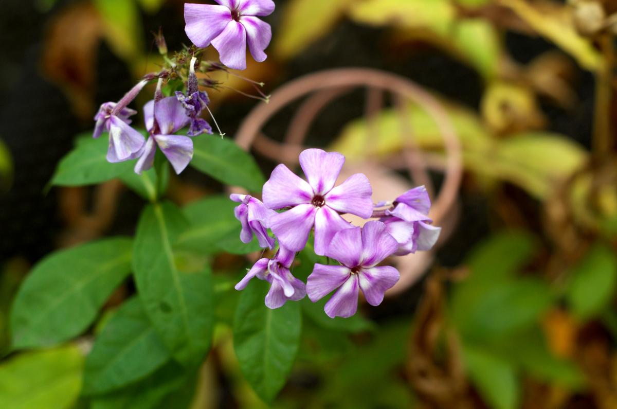 Phlox Oktober16