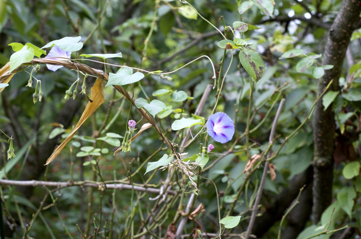 Prunkwinden September16