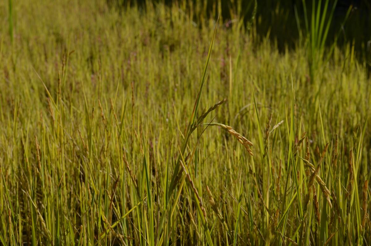 Reispflanzen Trauttmansdorffer Gärten