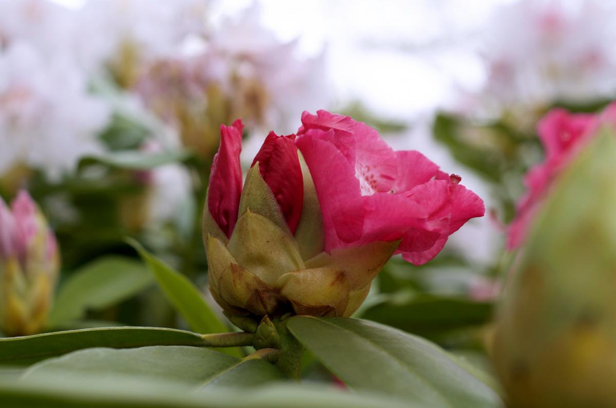 Rhododendronbluete April2017