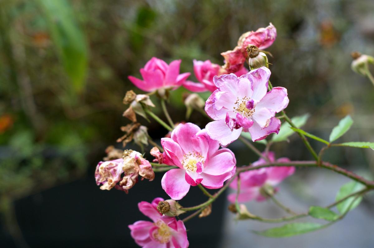 Rose Oktober16