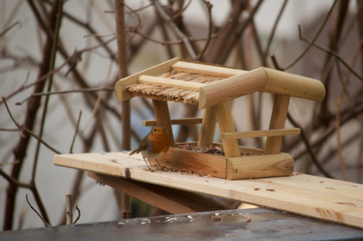 Rotkelchen_YOKGartenDezember15