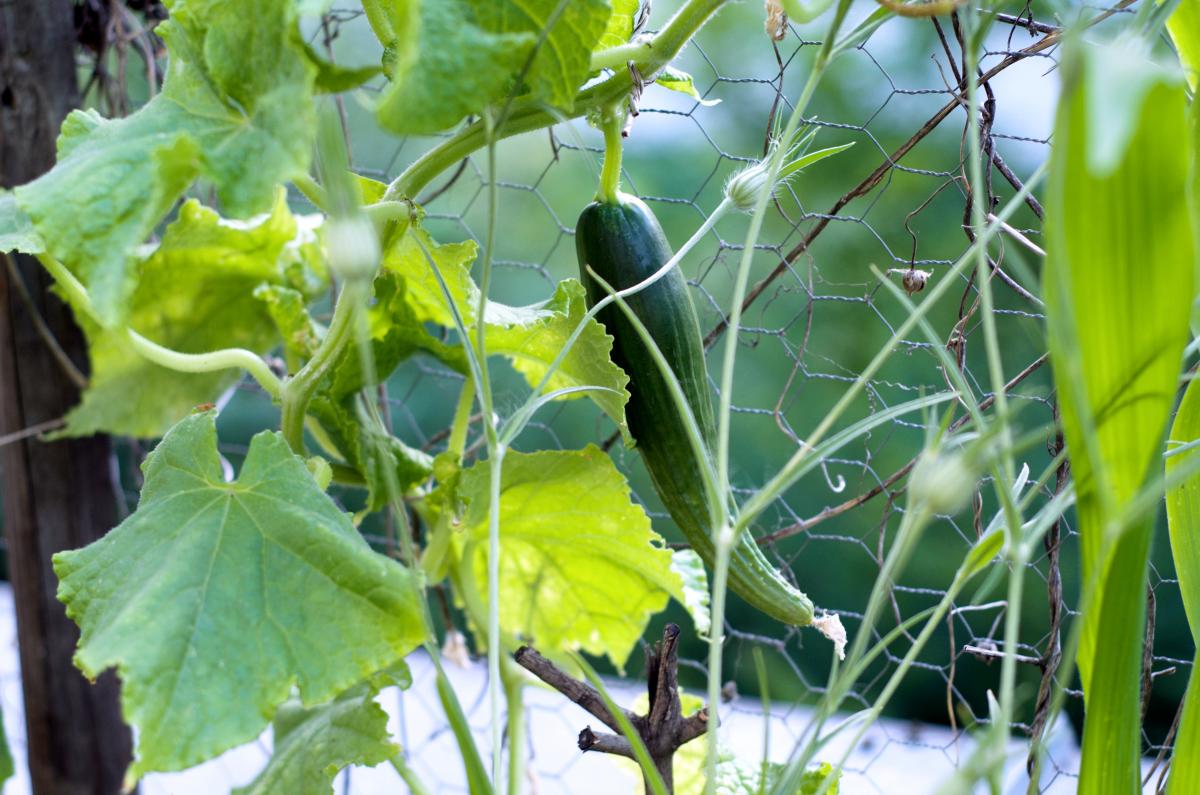 Schlangengurke Juli17