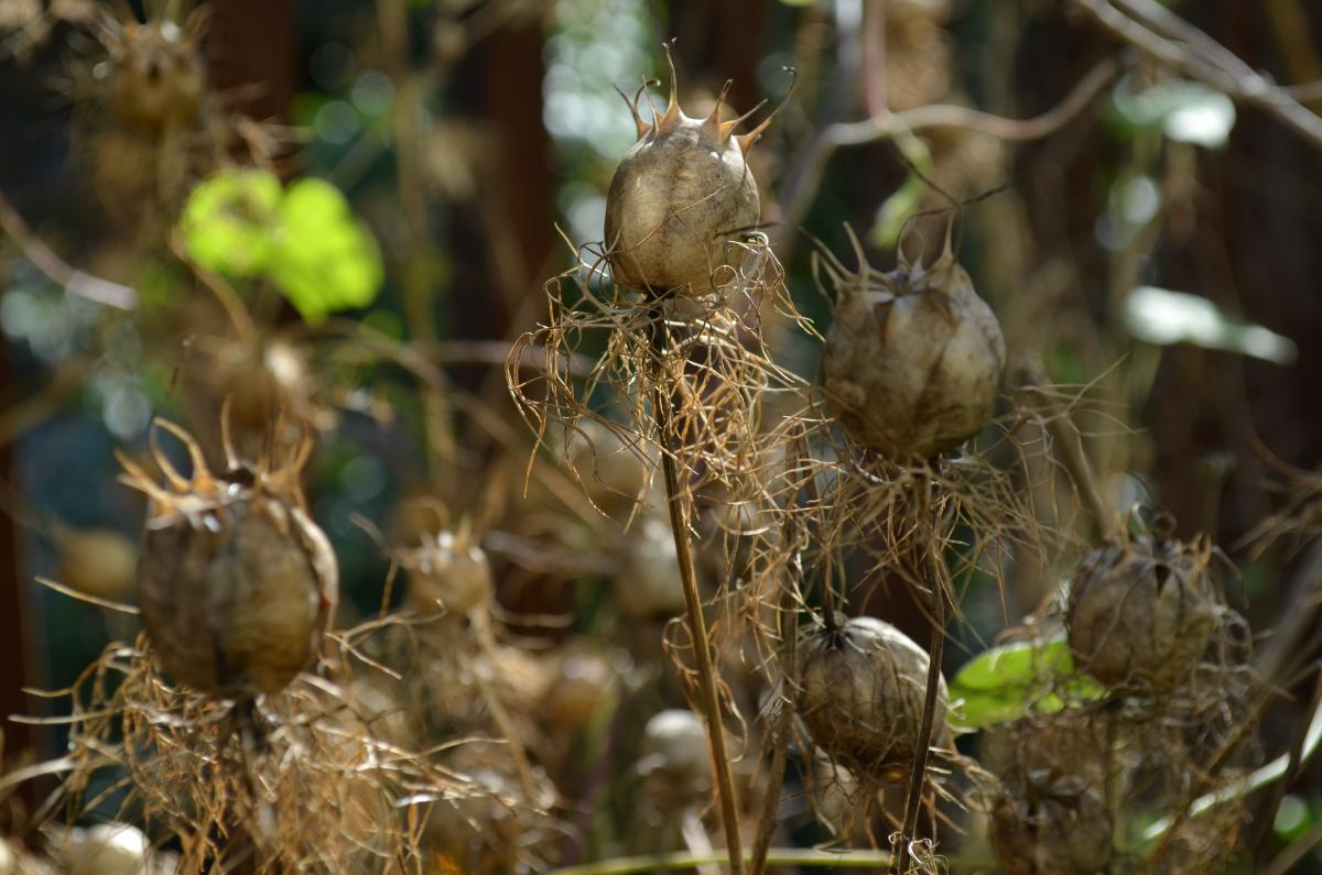 seeds