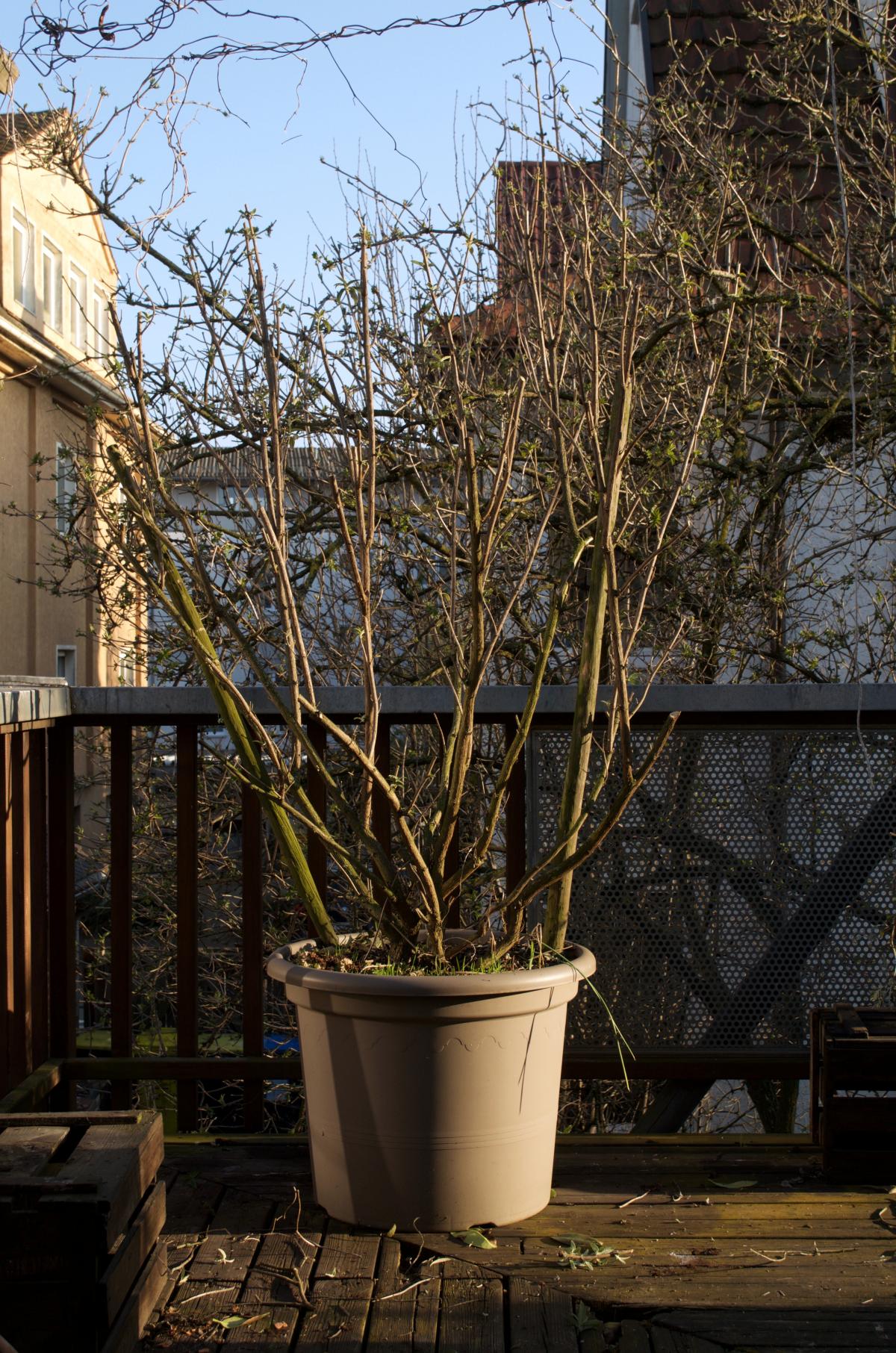 SommefliederMaerz16Rueckschnitt